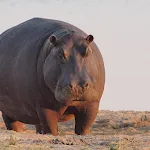 Hippo sounds | Indus Appstore | App Icon