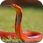 Snake Wallpaper HD | Indus Appstore | App Icon