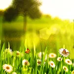 Spring Live Wallpaper | Indus Appstore | App Icon