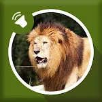 Lion Sounds | Indus Appstore | App Icon