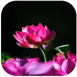 Flower Wallpapers | Indus Appstore | App Icon