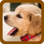 DOG PUPPY WALLPAPERS | Indus Appstore | App Icon