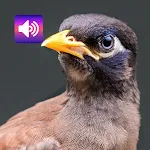 Thai Bird: Sounds & Ringtones | Indus Appstore | App Icon