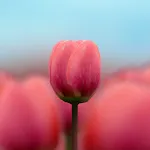 3D Tulip Live Wallpaper | Indus Appstore | App Icon