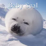 Baby Seal Theme | Indus Appstore | App Icon