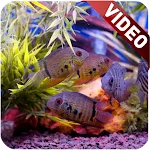 Aquarium Video Live Wallpaper | Indus Appstore | App Icon