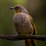 Stripe-throated Bulbul Sounds | Indus Appstore | App Icon