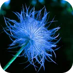 AppLock Theme Dandelion | Indus Appstore | App Icon