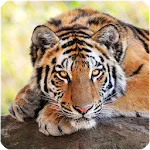 Tigres fondo de pantalla | Indus Appstore | App Icon