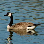 Goose Calls | Indus Appstore | App Icon