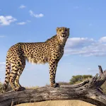 Cheetah Sounds | Indus Appstore | App Icon