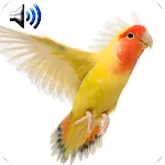 Birds Sounds Ringtones | Indus Appstore | App Icon