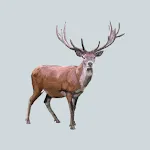 Decoy for hoofed animals | Indus Appstore | App Icon