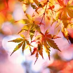 Beautiful Autumn Live Wallpape | Indus Appstore | App Icon