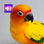 Sun Conure: Sounds & Ringtones | Indus Appstore | App Icon