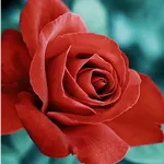 Red Rose Live Wallpaper | Indus Appstore | App Icon