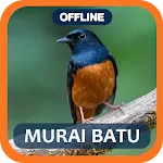 Masteran Murai Batu full isian | Indus Appstore | App Icon