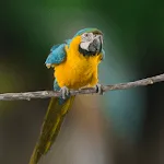 Macaw Bird Sounds | Indus Appstore | App Icon