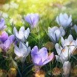 Spring Landscapes Wallpaper | Indus Appstore | App Icon