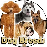 Dog Breeds | Golden Retriever  | Indus Appstore | App Icon