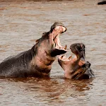 Hippopotamus Sounds | Indus Appstore | App Icon