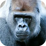 Gorilla Sounds | Indus Appstore | App Icon