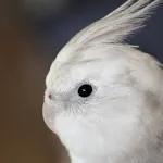 Cockatiel Bird Sounds | Indus Appstore | App Icon