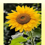 Sunflower Wallpaper HD | Indus Appstore | App Icon