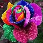 Flowers And Roses Images GIF | Indus Appstore | App Icon