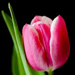 Tulip Wallpapers | Indus Appstore | App Icon