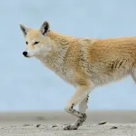 Coyote (Animal) Sounds | Indus Appstore | App Icon