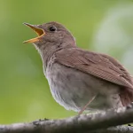 Nightingale Bird Sounds | Indus Appstore | App Icon