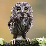 Owl Bird Sounds | Indus Appstore | App Icon