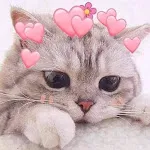 Cute Cat Wallpaper | Indus Appstore | App Icon