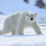 Polar Bear sounds | Indus Appstore | App Icon