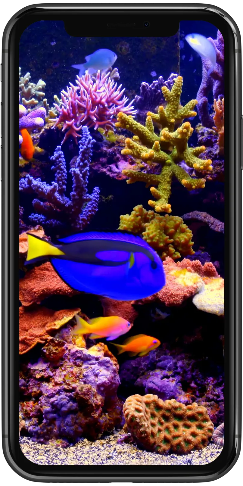 Real Aquarium Live Wallpaper | Indus Appstore | Screenshot