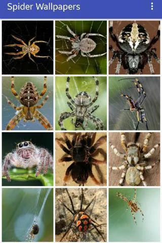 Spider Wallpapers | Indus Appstore | Screenshot