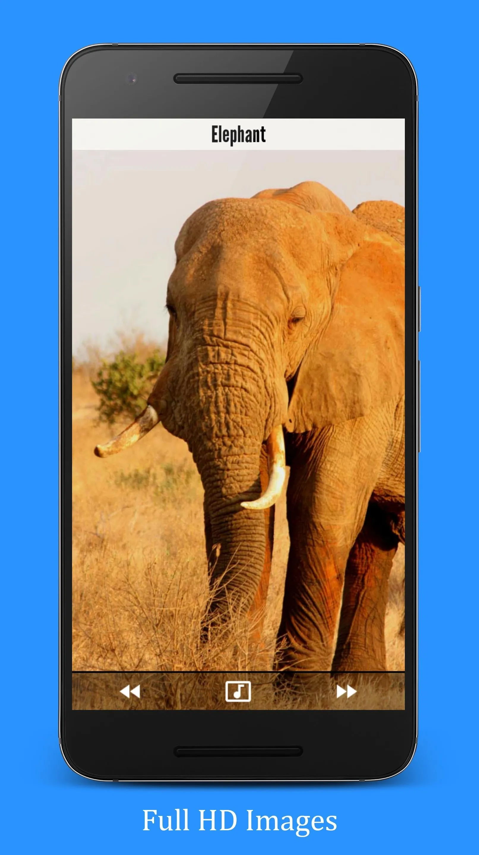 Animal Sounds | Indus Appstore | Screenshot