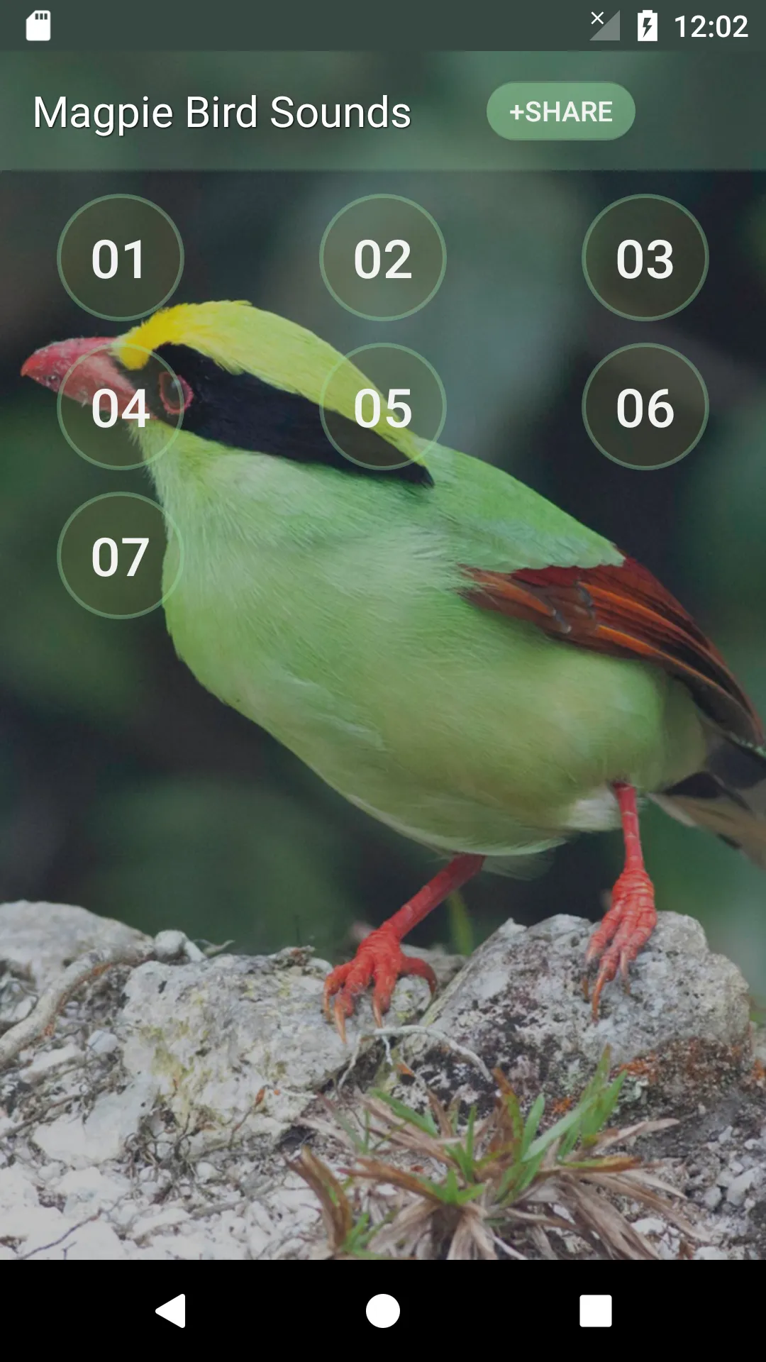 Magpie Bird Sounds | Indus Appstore | Screenshot