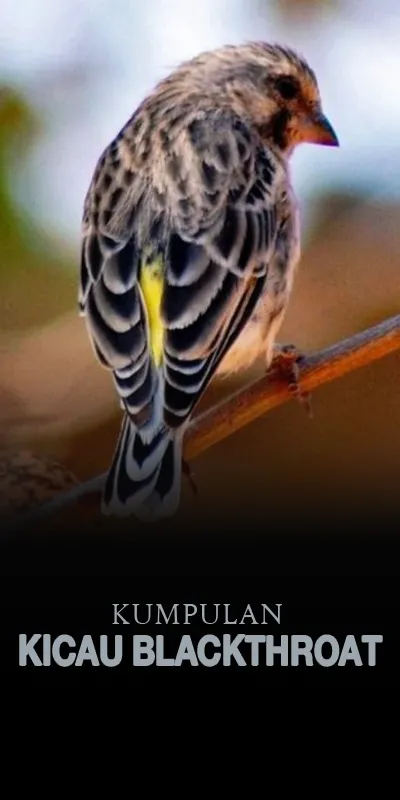 Kumpulan Kicau Blackthroat | Indus Appstore | Screenshot