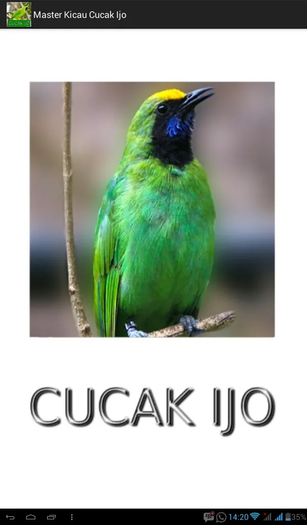 Master Kicau Cucak Ijo | Indus Appstore | Screenshot