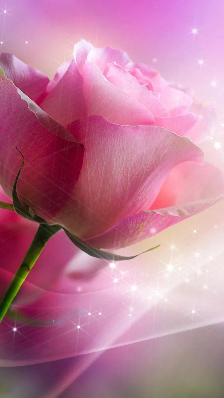 Pink Roses Live Wallpaper | Indus Appstore | Screenshot