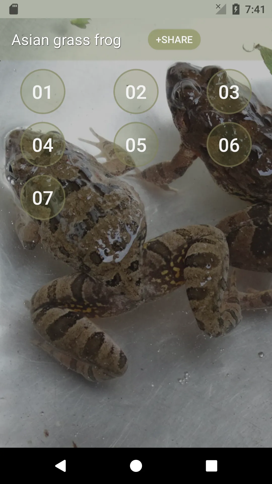 Asian grass frog Sounds | Indus Appstore | Screenshot