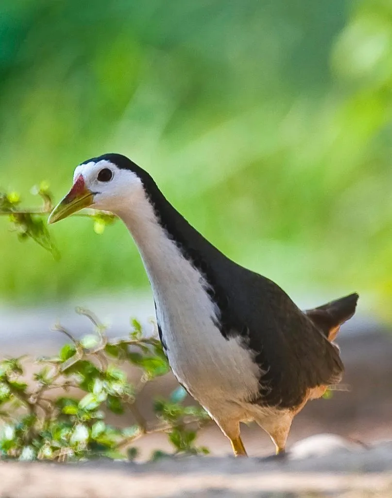 White-breasted waterhen Sounds | Indus Appstore | Screenshot