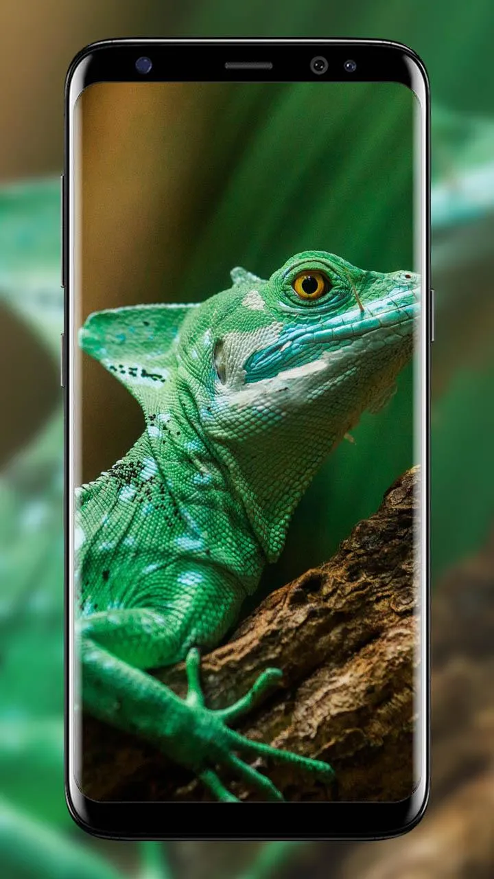 Chameleon wallpapers | Indus Appstore | Screenshot