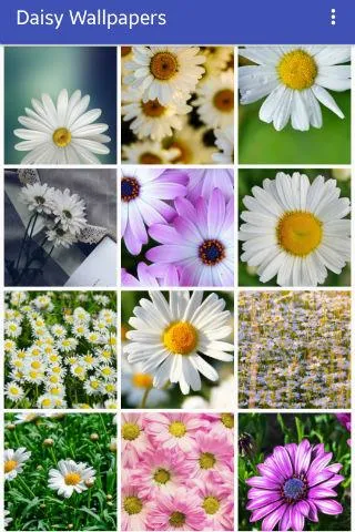 Daisy Wallpapers | Indus Appstore | Screenshot