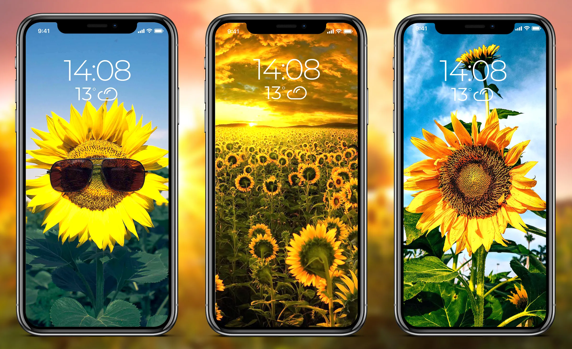 Sunflower Wallpapers | Indus Appstore | Screenshot