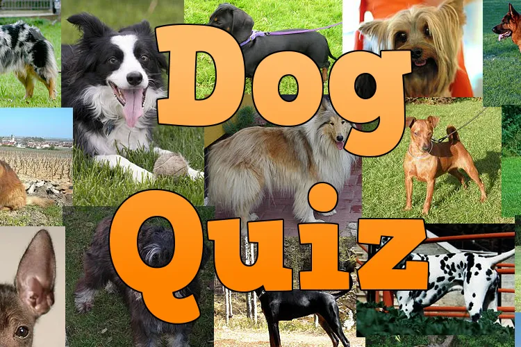 Dog Breeds Quiz | Indus Appstore | Screenshot