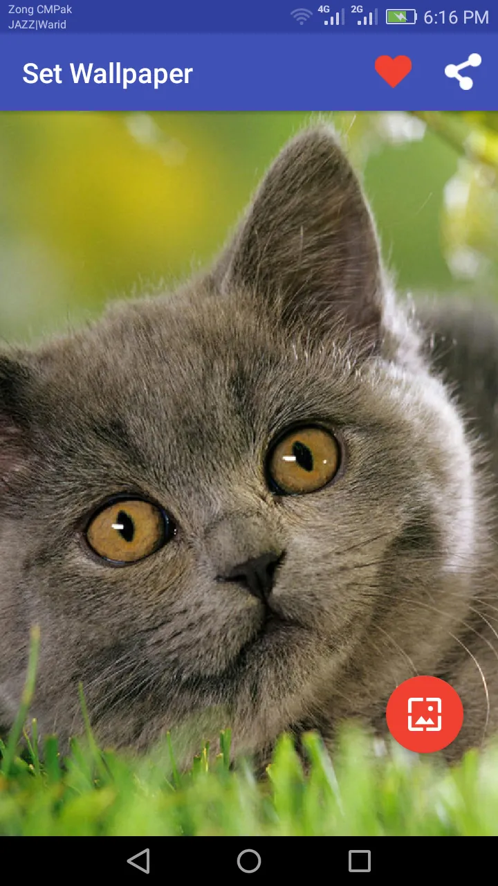 10000+ Cats Wallpapers | Indus Appstore | Screenshot