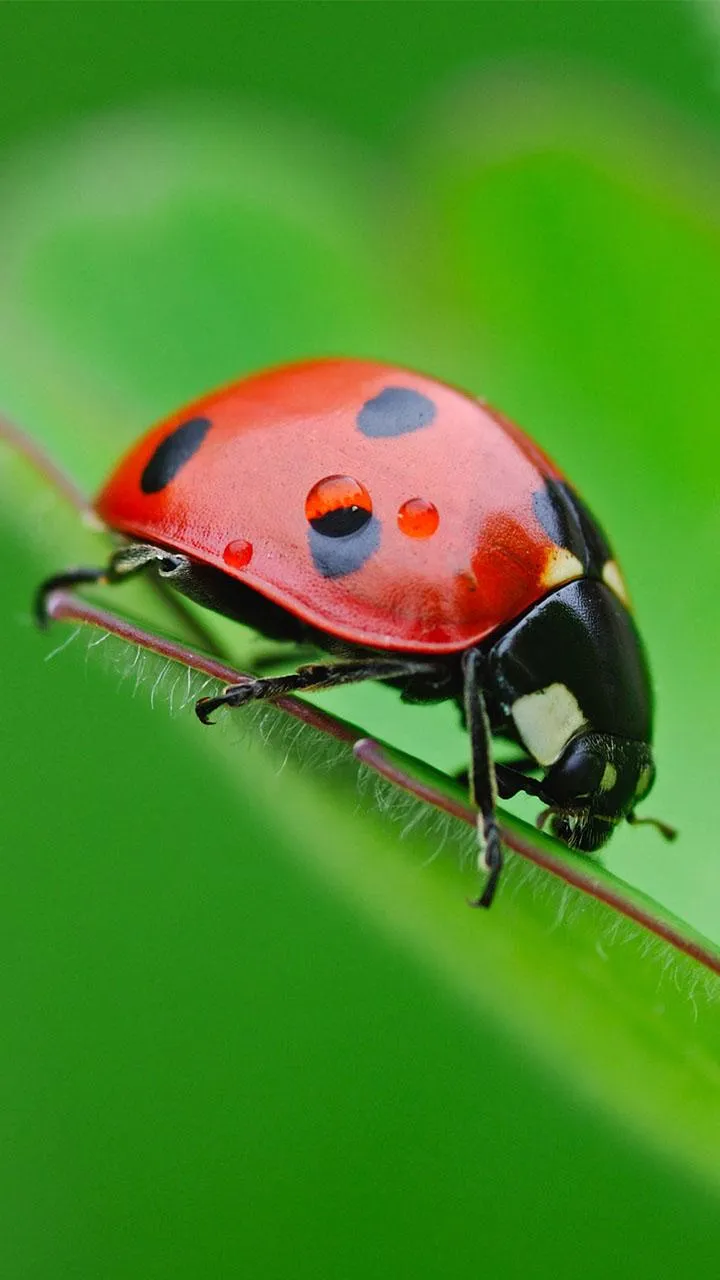 Ladybug Live Wallpaper | Indus Appstore | Screenshot